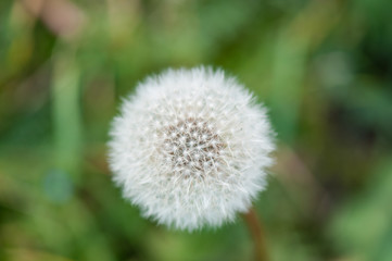 Dandelion close up macro with strong green bokeh
