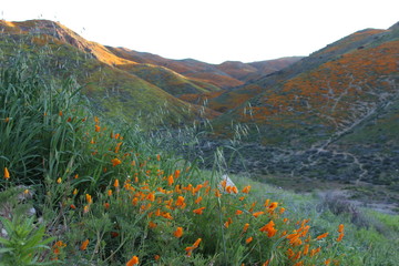 Southern California wildflower Super Bloom Lake Elsinore 