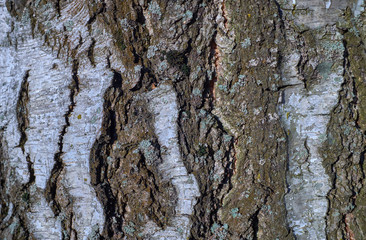 Tree bark texture on a birch tree