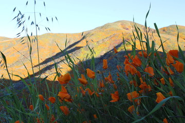 Southern California wildflower Super Bloom Lake Elsinore 