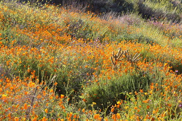 Southern California wildflower Super Bloom Lake Elsinore 