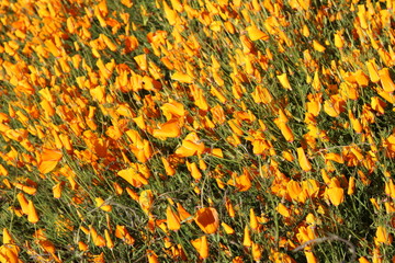Southern California wildflower Super Bloom Lake Elsinore 