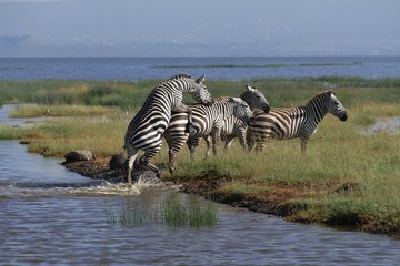 Naklejka na ściany i meble Zebras crossing a river