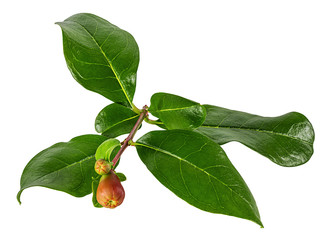 Fresh pomegranate leaves isolated on white background with clipping path