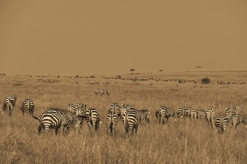 Plains zebras  and Gnus in Masai Mara, Kenya