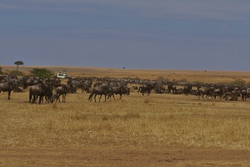 Naklejka na ściany i meble Plains zebras and Gnus in Masai Mara, Kenya
