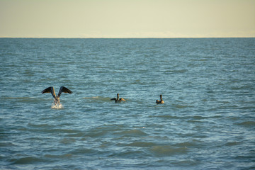 Pelicans in the Gulf of Mexico off the coast of Manasota Key, Florida