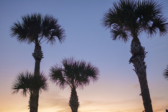 Palm tree silhouettes right after sunset on a Gulf coast beach in Manasota Key Florida. 