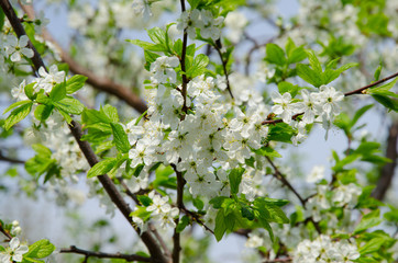 Spring flower