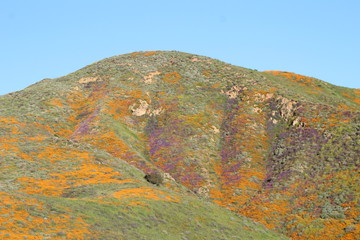 Southern California wildflower Super Bloom Lake Elsinore 