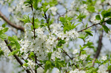 Spring flower