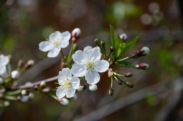 Spring flower