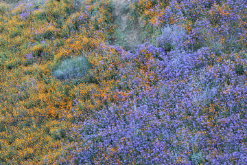 Southern California wildflower Super Bloom Lake Elsinore 