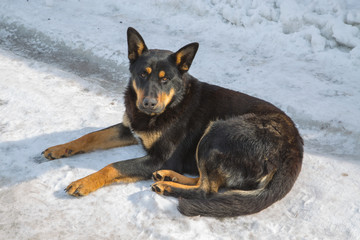 stray dog in the snow on a sunny day