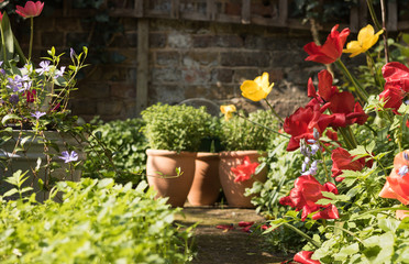 Spring Colorful Flowers are Near to Garden Wall on Sunny Day.