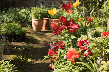 Pathway is in Flowering Sunny Garden. Springtime View.