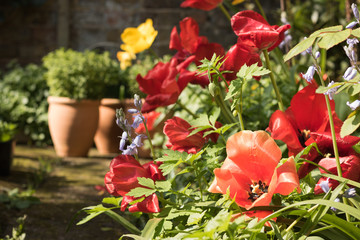 Beautiful Red Tulips Blossom in Sunny Garden. Concept: Spring Flowers.
