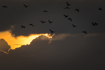 cormorants flying by