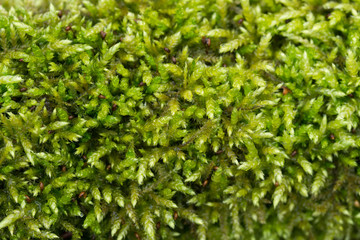 green moss macro background