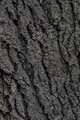 poplar bark tree texture background