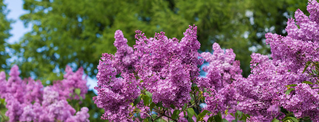 Fototapeta premium Spring branch of blossoming lilac, banner, postcard concept