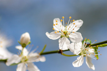 Weiße Blüten mit weit gespreizten Stempeln laden Insekten zur Bestäubung ein