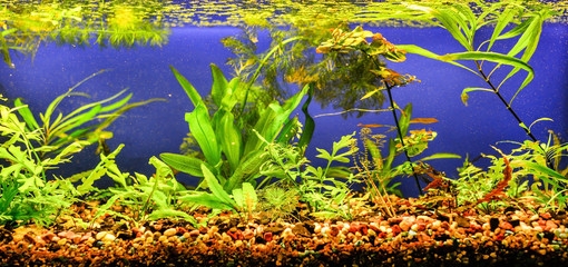 Aquarium with algae and soil stones without fish, beauty, hobby and enjoyment for humans.