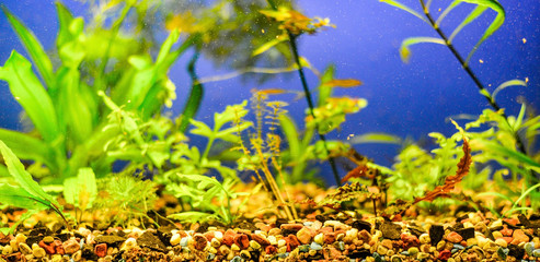 Aquarium with algae and soil stones without fish, beauty, hobby and enjoyment for humans.