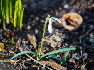 Snowdrop in the wood