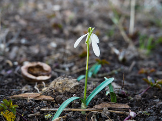 The first spring flower - snowdrop