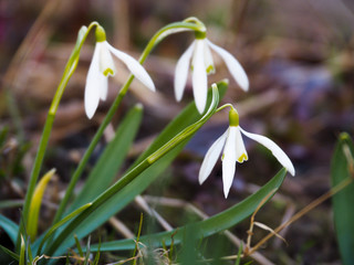 Three first snowdrops