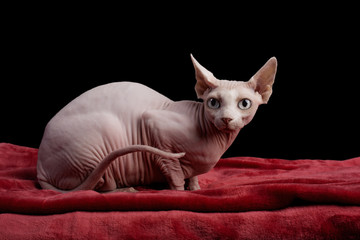 cat sphinx on a black background. studio photo.