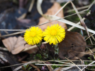 Two flowers of mother-and-stepmother