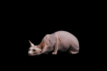 cat sphinx on a black background. studio photo.