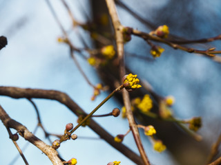 Branch of tree with yellow buds against blue sky