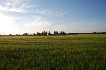 green field and blue sky
