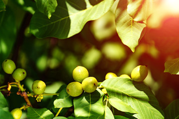 A lot of walnuts on the tree at sunset. Tree of walnuts.