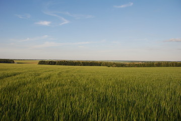 green wheat field and blue sky