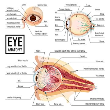 Eyeball infographic. Cartoon of eyeball vector infographic for web design