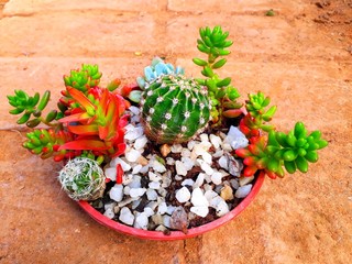 Plantas de Suculentas y Cactus