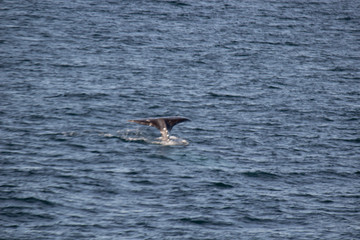 Fototapeta premium San Diego and the desert
