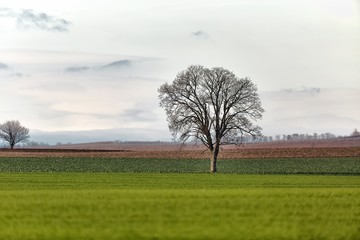 Fototapeta na wymiar Tree on a field