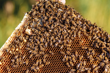 Beekeeper is working with bees and beehives on the apiary. Bees on honeycomb. Frames of a bee hive....