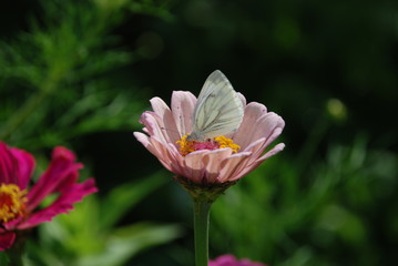 cabbage butterfly
