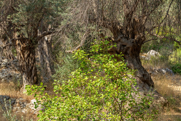 Ancient centuries-old olive trees in Samos Island, Greece
