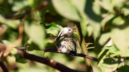 Colibri cleaning feathers