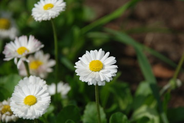 Fototapeta premium daisies in the garden