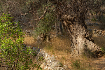 Ancient centuries-old olive trees in Samos Island, Greece