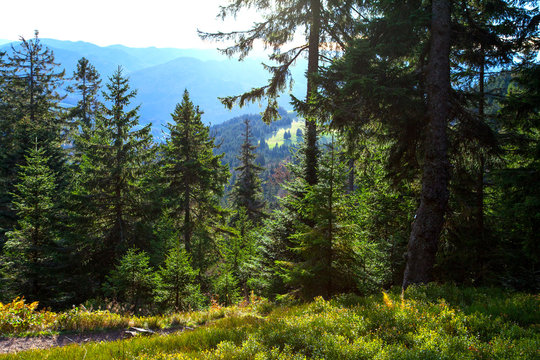 Schwarzwald_0800