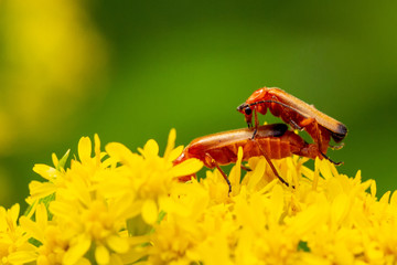 Insect